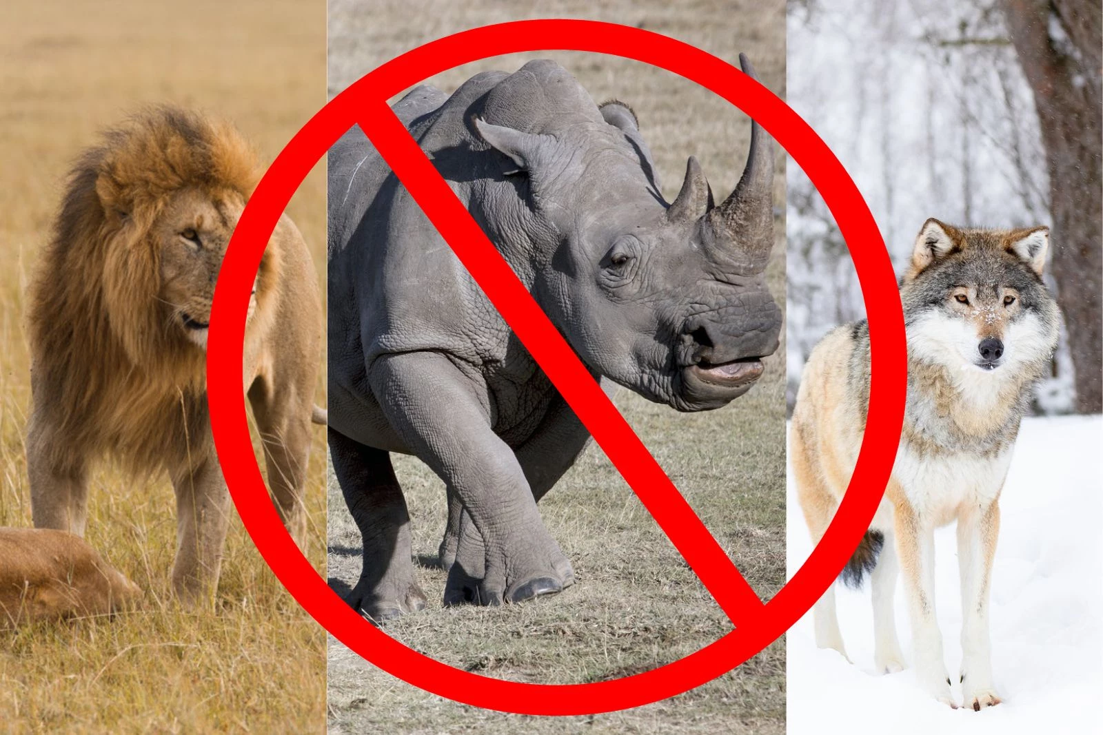 The Animals You Cannot Legally Own in Iowa, Illinois, and Wisconsin