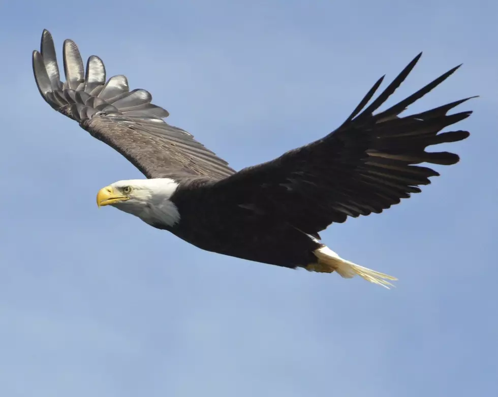 Bird Flu Hits Our Feathered Friends Hard